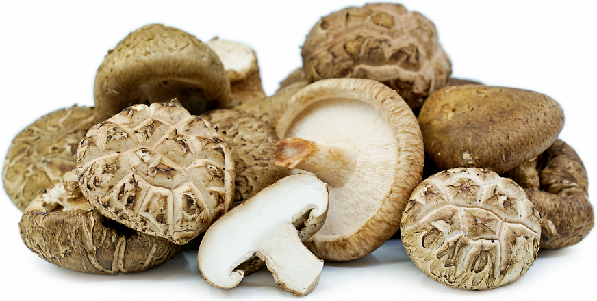 Funghi Shiitake