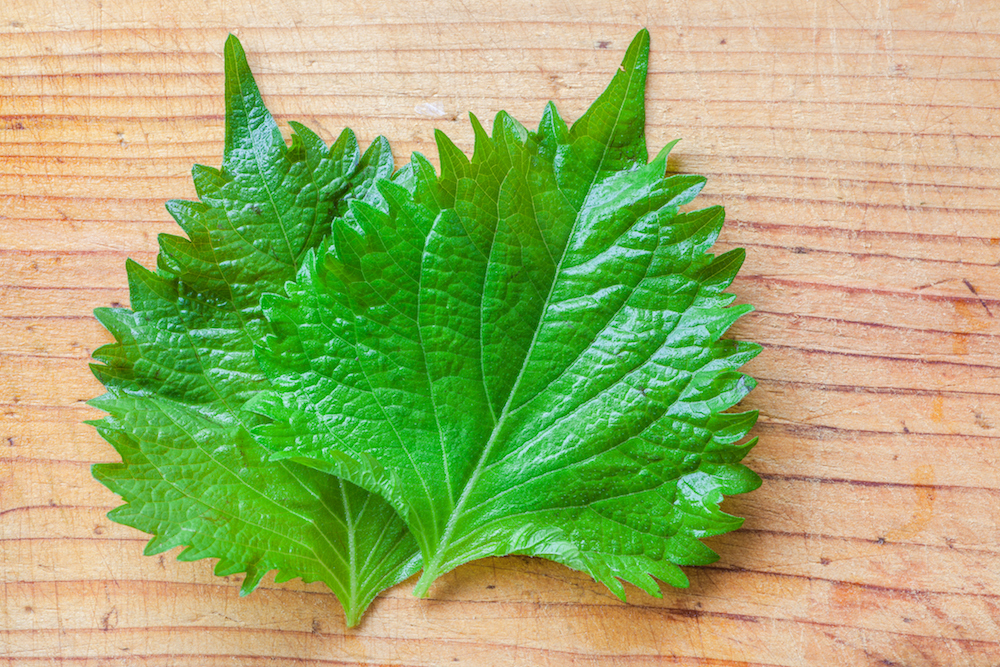 Shiso